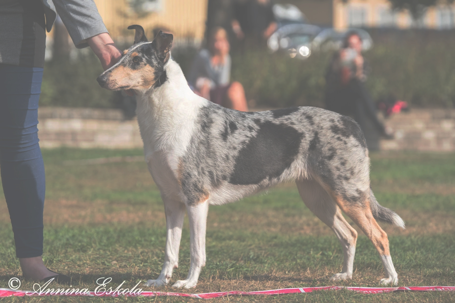 Magnild Clitocybula Platyphylla