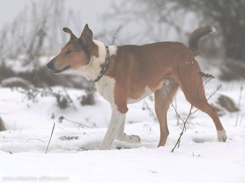 Andraes Oj, titta på alligatorn!