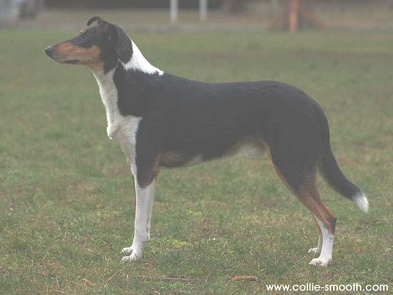 Gloomkiller Quidditch