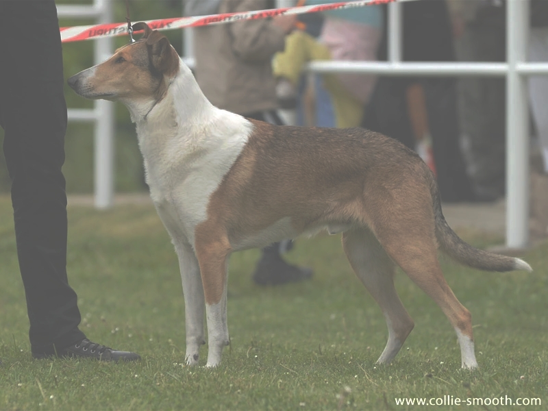 Perfect Storm's Hoist The Colors