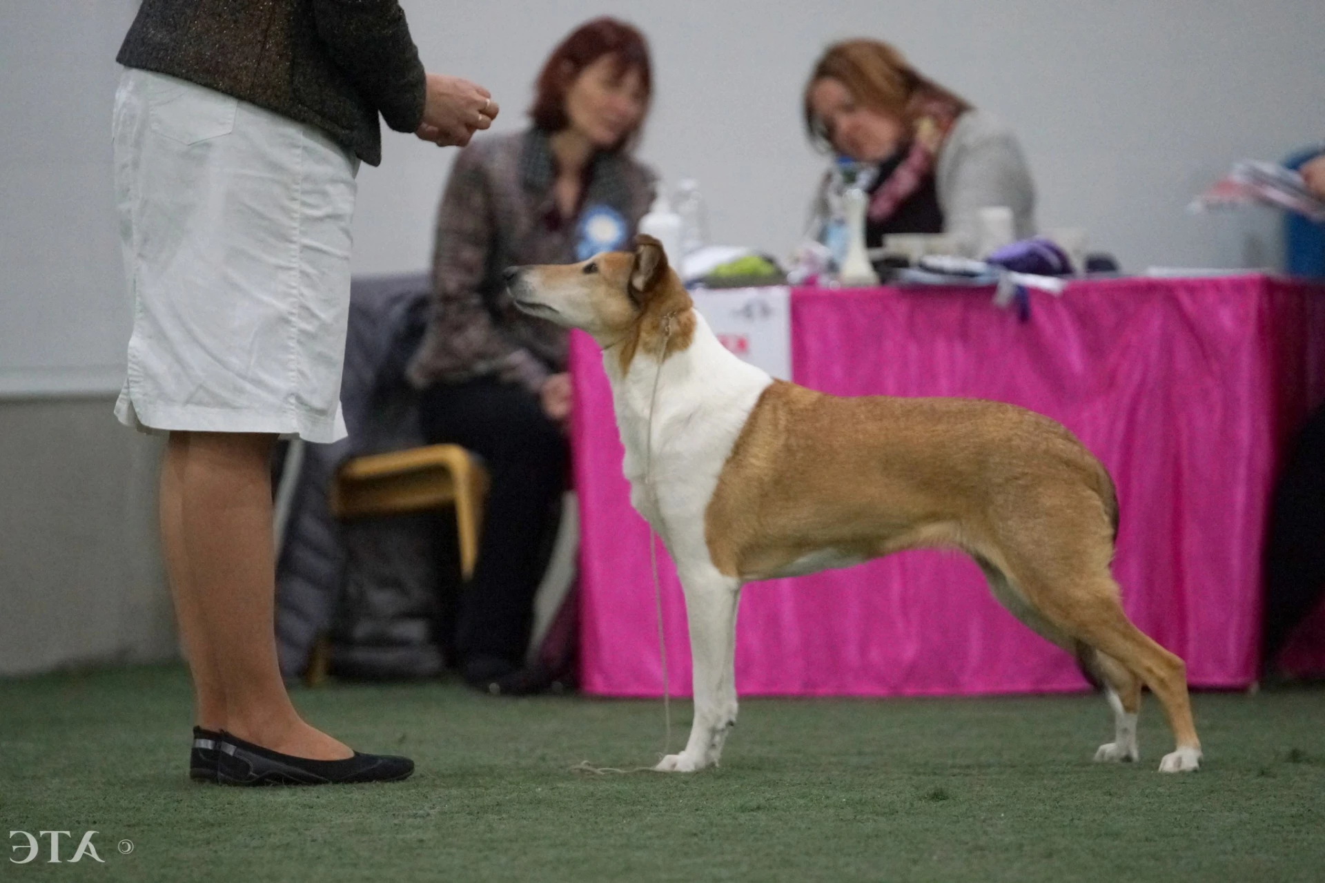 Vaelith Stella Soave